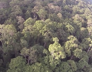 Tropical forest, Sabah, Malaysia