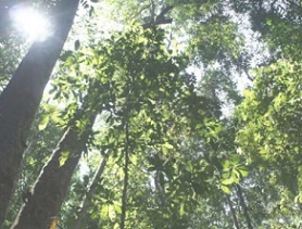 Kabili-Sepilok Forest Reserve, Sabah, Borneo. Credit: Dr. Lindsay F. Banin