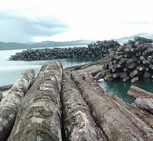 Tubi logs lying on the sea front at Korona log camp. The logs may lose their monetary value if they remain there for that long. Source -https://pina.com.fj/  