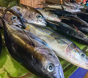 Freshly caught tuna for sale at the Gizo Fish Market. Photo: George J. Maelagi.