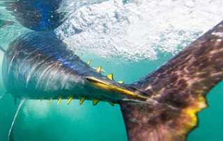 A new study finds that tuna harvests, including of some species considered "vulnerable," have increased by an astonishing 1,000% in the last 60 years — a rate that some scientists warn is unsustainable. [NiCK / Getty Images]