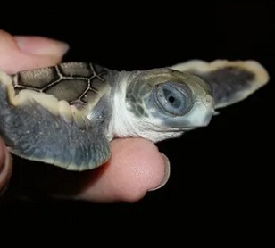 A baby flatback turtle. Queensland’s environment department has been finding many hatchlings dead or stranded since the start of hatching season. Photograph: Queensland Department of Environment and Science