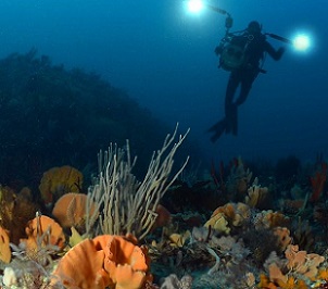 A diver in Tasmanian waters photographs the sponge gardens of Bicheno on Tasmania's east coast.(Supplied: Michael Jacques)