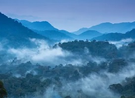 The primeval Bwindi Impenetrable Forest, a World Heritage Site, in Uganda. Photograph: John Dambik/Alamy