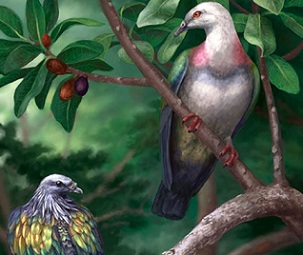Extinct Tongan pigeons, the large Tongoenas burleyi and smaller Kanaka pigeon (left). Illustration by Danielle Byerley. 