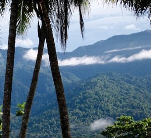 Toricelli mountain range, Papua New Guinea. Credit - Tenkile Conservation Alliance