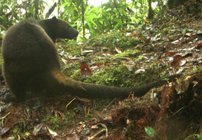 Camera trap images of tenkiles. Image courtesy of the Tenkile Conservation Alliance.