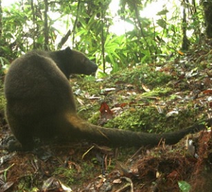 Camera trap images of tenkiles. Image: Tenkile Conservation Alliance.