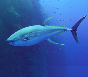 A solitary tuna swimming in the Socorro Islands in the Pacific. Tiffany Duong / Ocean Rebels