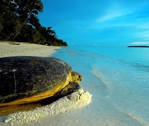 Stunning News on World Ocean Day of Record Release of Endangered Turtle Hatchlings. Credit - www.miragenews.com      