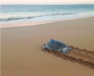 A green turtle returns to the sea after being tagged with a satellite transmitter in the Pilbara region of Western Australia. Credit: Luciana Ferreira
