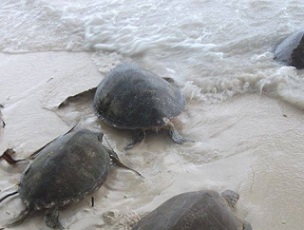 Leather-back turtles heading into the ocean after being tagged on Arnavon island. Credit - Solomonstarnews.com