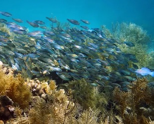 A healthy coral reef in the Caribbean sea. Photograph: Seaphotoart/Alamy Stock Photo