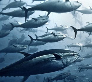 Yellowfin tuna, pictured above, are one of many valuable species of tuna overseen by the Western and Central Pacific Fisheries Commission. Credit - Giordano Cipriani/Getty Images