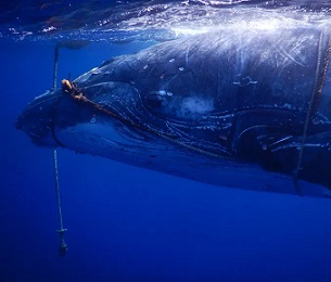 Sub-adult humpback whale entangled in FAD | Photo credits: Facebook/Niue Blue