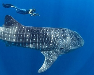 Whale sharks are the largest living fish. Credit - Simon J Pierce