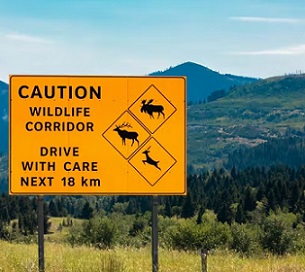 Wildlife corridors help reduce human-wildlife conflict by connecting fragmented habitats. Credit - Shutterstock