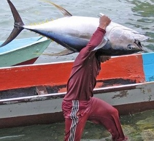 Artisanal fisherman unloads a catch of tuna, Papua, Indonesia (David Sundah / CC BY NC 2.0)