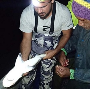Researcher Andrew Paris with community rep Tomasi Bula through obtaining a fin clip for DNA analysis to explain how to identify the presence/absence of claspers which determine sex for a blacktip shark. Photo: WWF-Pacific / Opeti Vateitei.