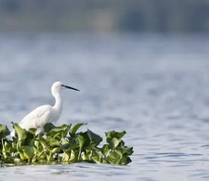 The little egret, a member of the heron family. Scientists analysed more than 27,000 waterbird populations for the study. Photograph: Matti Saranpaa/Exeter University