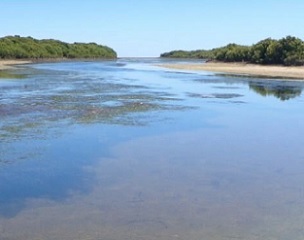 The creek, mangrove and mudflats at Middle Beach, north of Adelaide. Credit: Professor Sabine Dittmann, Flinders University