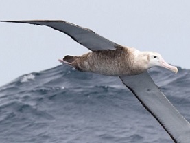 World Albatross Day. Photo Credit – Jodi Osgood-Webber