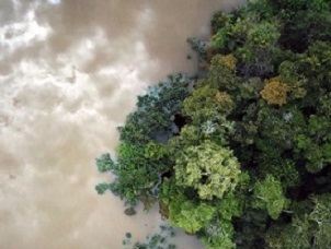 Flooded forest in the Amazon. Photo by Rhett A. Butler for Mongabay