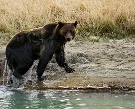 A grizzly bear exits Pelican creek at Yellowstone national park in Wyoming. Photograph: Karen Bleier/AFP/Getty Images