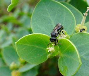 The endangered Hawaiian yellow-faced bee, (Hylaeus anthracinus), is being threatened by invasive ants, researchers with the state Division of Forestry and Wildlife and the U.S. Fish and Wildlife Service’s Pacific Islands Coastal Program have discovered. Credit - U.S. Fish & Wildlife Service/Special to West Hawaii Today