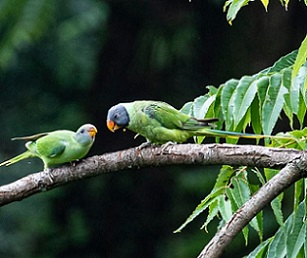 Thousands of undiscovered viral species of mammals and birds have the capacity to transmit diseases to humans. Photo credit: F. Ricciardi.