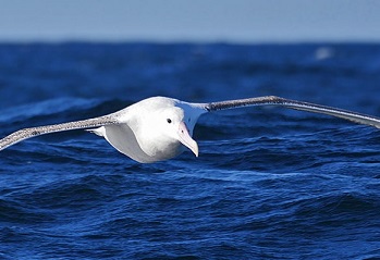 Antipodean albatross. Photo: CC BY-NC 2.0 Nik Borrow / Flickr