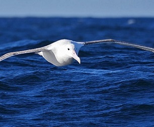 antipodean albatross. source - RNZ.com