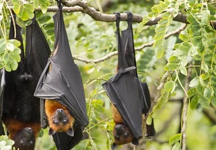 Don’t blame bats for the spread of Hendra virus. Shutterstock