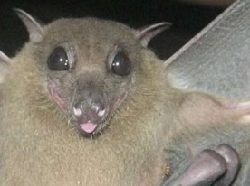 A mother fruit bat with her nursing pup. These fruit bats (Rousettus madagascariensis) from Ankarana in northern Madagascar are from a species that carries a form of coronavirus. The researchers have been studying the population dynamics of this species superimposed on different zoonotic diseases for seven years. Credit: Olivà S. Noroalintseheno Lalarivoniaina