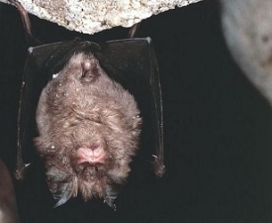 Bats may harbour viruses, but should not be persecuted, say experts. Credit - Getty Images