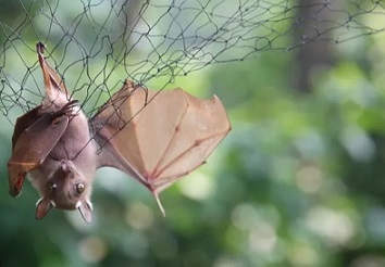 Bats are trapped in nets to be examined for possible viral load at the Franceville International Centre of Medical Research in Gabon. Photograph: Steeve Jordan/AFP via Getty Images