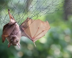 A bat is trapped in a net to be examined for possible viruses – including Ebola – at a secure laboratory in Franceville, Gabon. Photograph: Steeve Jordan/AFP