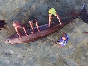 Pukapuka locals examine the rare beaked whale washed up on the reef. KOLEE TINGA 20080512-20080516