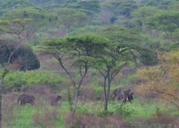 Elephants crossing paths with infrastructure in Uganda. Credit: Dr Laura Sonter