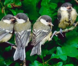 Spot the difference: the AI model can identify individual great tits with an accuracy of over 90%. Photograph: Arco Images GmbH/Alamy