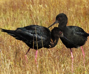 A pair of adult black stilts in the Tasman Valley in New Zealand. Image by Amy King / DOC.
