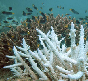 A bleached coral in the foreground. Image courtesy of Wikimedia Commons.