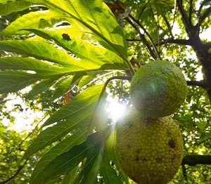UBC Okanagan researchers say breadfruit is nutritionally sound and has the potential to improve worldwide food security issues. Credit: Jan Vozenilek, Copper Sky Productions, Kelowna