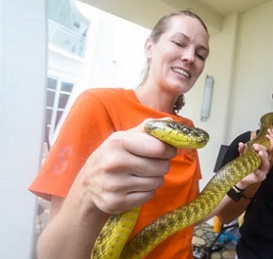 USGS Biologist Danielle Bradke controls the head of a Brown Tree Snake. Credit - Rick Cruz/PDN 