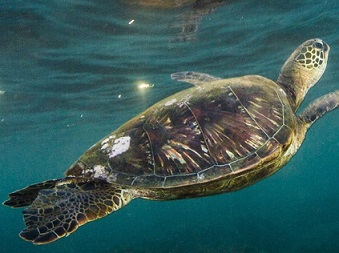 Frequently caught as by-catch, sea turtles are protected in the Papahānaumokuākea Marine National Monument, where commercial fishing is prohibited. Photo by Ralph Pace/Minden Pictures