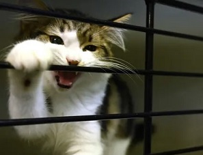 A cat waiting to be adopted in Sydney. Researchers say all Australian cats should be kept indoors to stop them hunting native animals. Photograph: Peter Parks/AFP via Getty Images