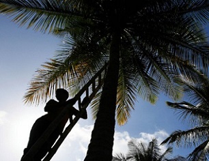 A laborer climbs a tree to pluck coconuts at a farm on the outskirts of Bengaluru, India. DIBYANGSHU SARKAR/AFP VIA GETTY IMAGES