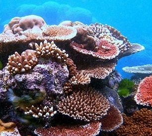 coral reef. Credit - Toby Hudson / CC BY SA 3.0