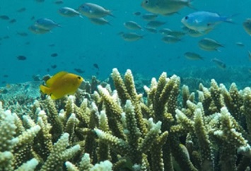 coral reefs. source - mongabay.com