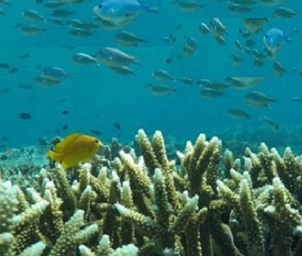 Coral reef. Credit - www.mongabay.com